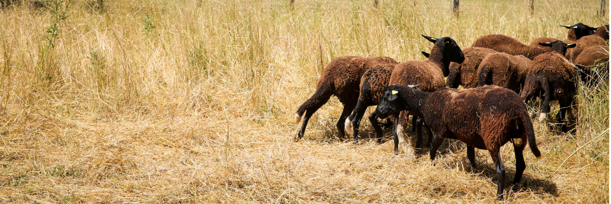 Une dizaine de mouton marron sont au milieu d'un champ en friche. Il se nourrissent de l'herbe sèche présente.