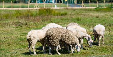 Moutons sur le site de stockage de Chémery.